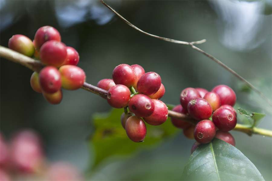 Fair traded HAND IN HAND Herocoffee and Cocoa from Peru