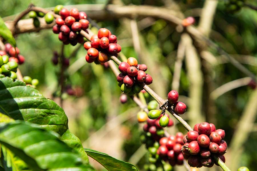 Warenkunde: Kaffee