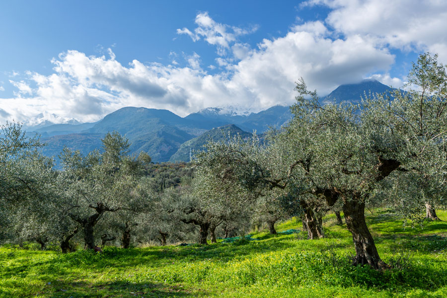 Feine Kalamata Oliven – ein Geschenk der griechischen Götter