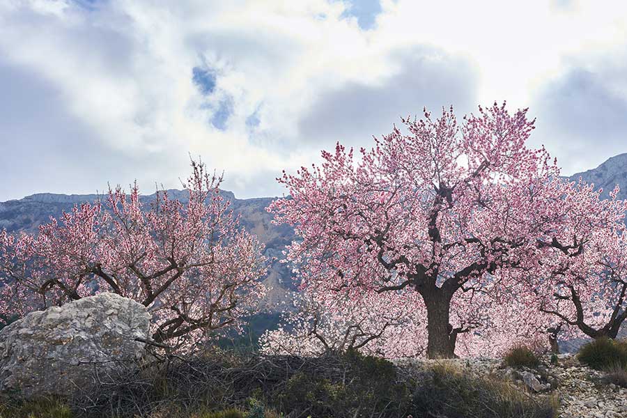 Almonds from Andalusia