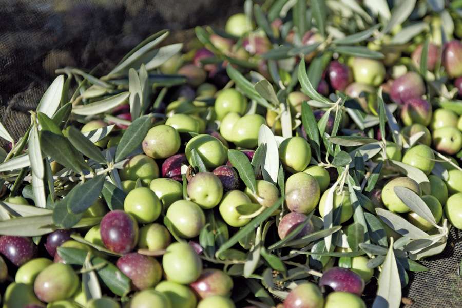 Warenkunde: Oliven