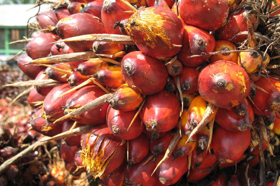 Faires HAND IN HAND Palmöl aus Ghana