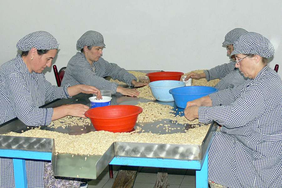 Pine nut processing