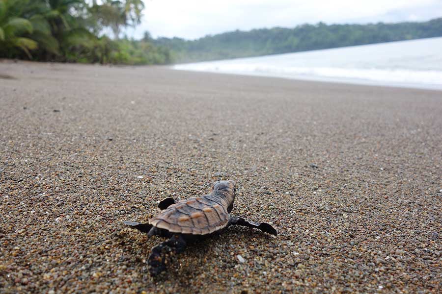 Schutz von Meeresschildkröten – Fundación Corcovado, Costa Rica