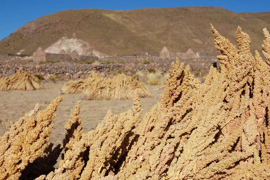 Quinoa - Das wertvolle Gold der Inka