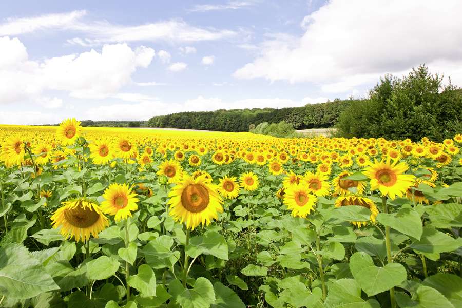 Bio-Saatgut für Sonnenblumen
