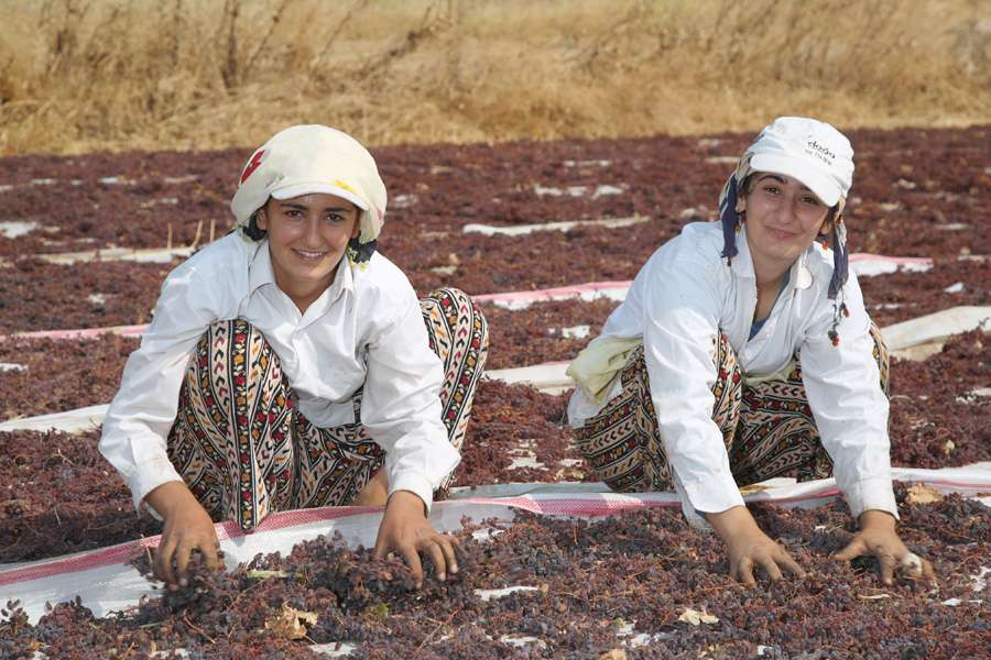 Sultaninen und Rosinen aus Salihli und Tekelioglu