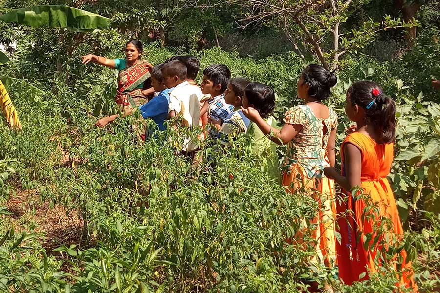 Fortführung des Bio-Schulgartens – Timbaktu Collective, Indien Fortführung des Bio-Schulgartens – Timbaktu Collective, Indien