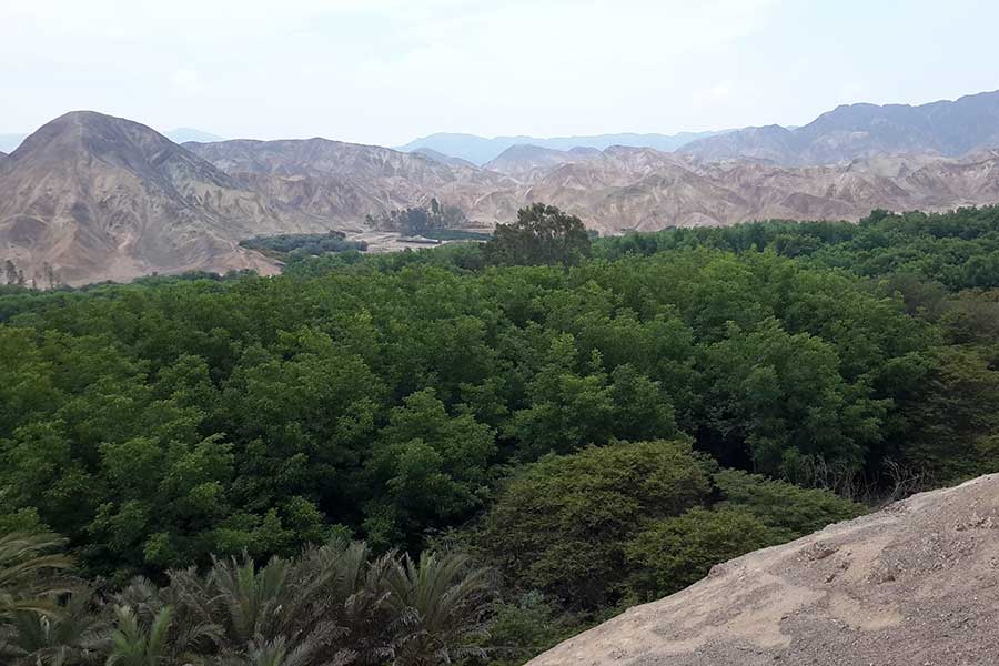 Pekannüsse von Topará - Wo die Wüste grünt