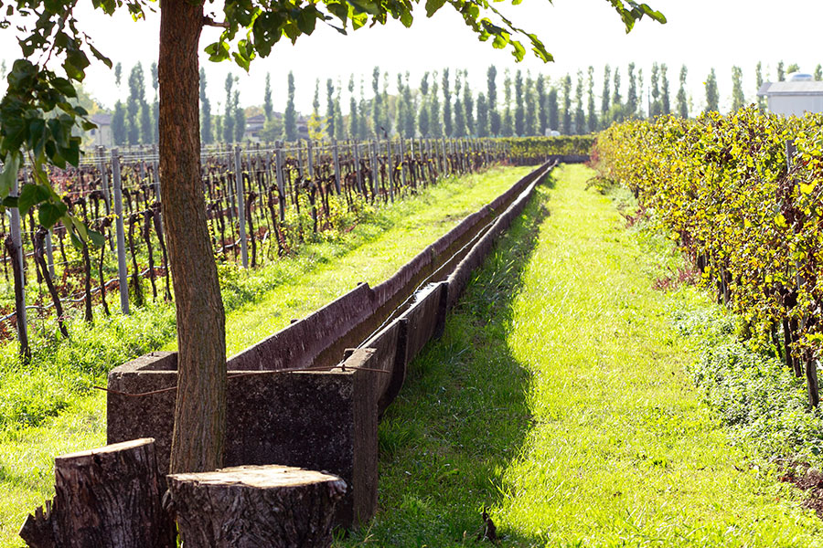 Wein und Prosecco aus Italien – in fünfter Generation