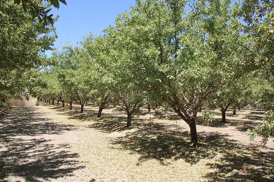 The Californian organic almond trees from Purity Organics produce 100 % sweet almonds