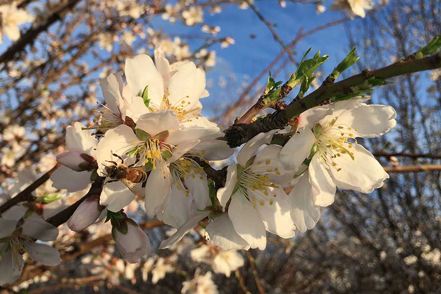 Früh im Jahr setzt die Mandelblüte ein.