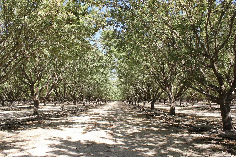 The Californian organic almond trees from Purity Organics produce 100 % sweet almonds