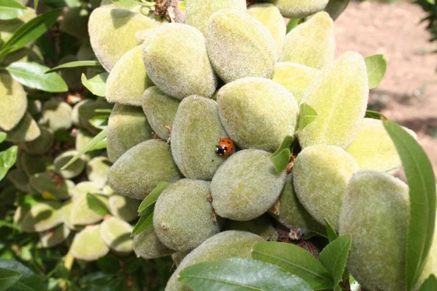 Almonds shortly before harvest with a ladybug, an important beneficial insect against aphids