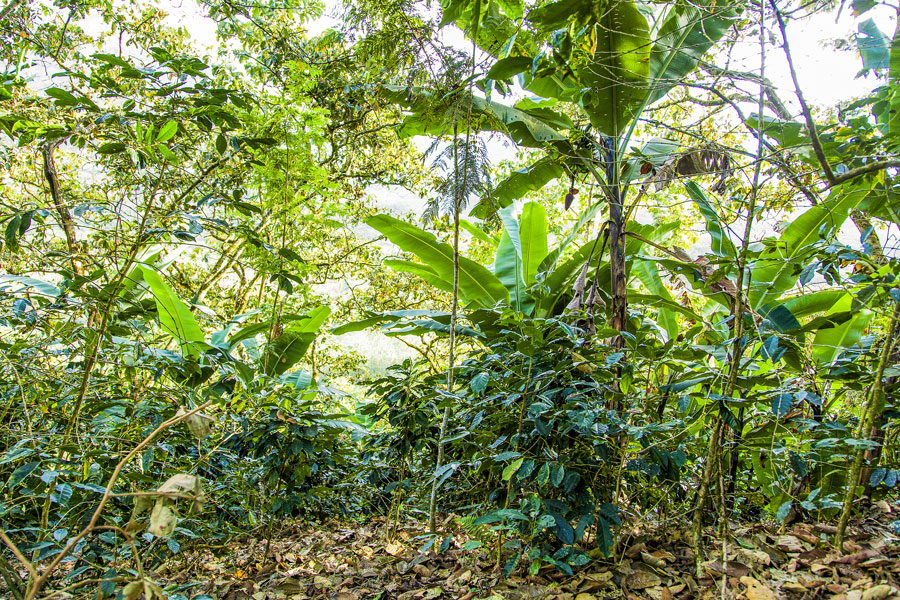 Bio-Kaffee wächst in Mischkultur – zusammen mit Bananen, Zitrusfrüchten und Schattenbäumen, gut geschützt vor Wind und zu starker Sonneneinstrahlung.
