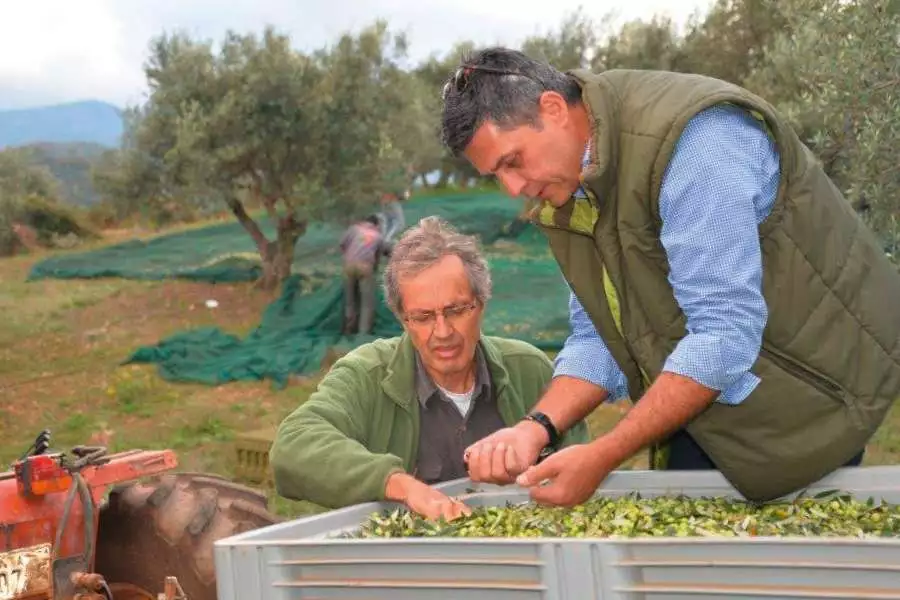 Mixalis Marakas und Charamblos Doukakis prüfen die geernteten Oliven - und sind sehr  zufrieden mit der diesjährigen Qualität