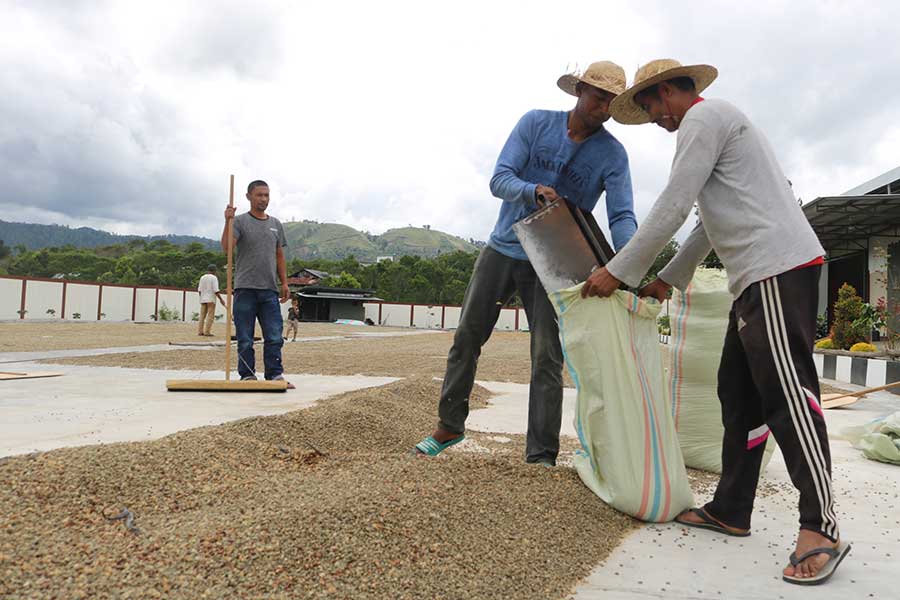 After they have been dried, the Arabica beans are filled into sacks