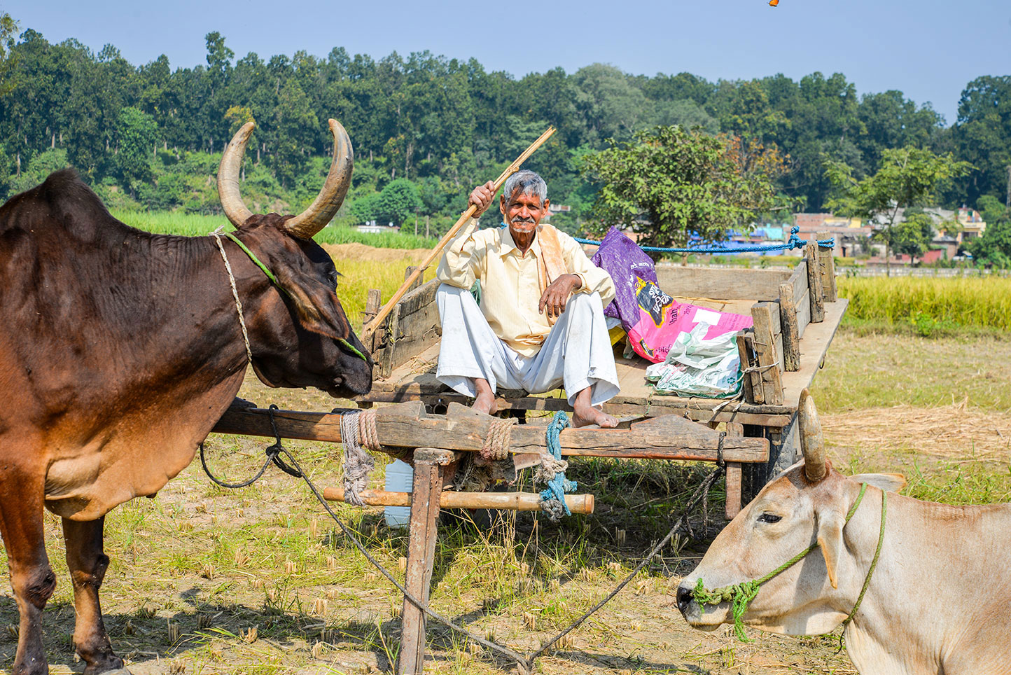 A Navdanya farmer during rice harvest. Farming is done traditionally. 