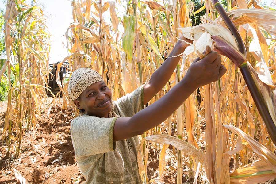 Die Anwendung der Push-Pull-Methode ermöglicht den Bauern in Ostafrika gesunde, ertragreiche Felder.