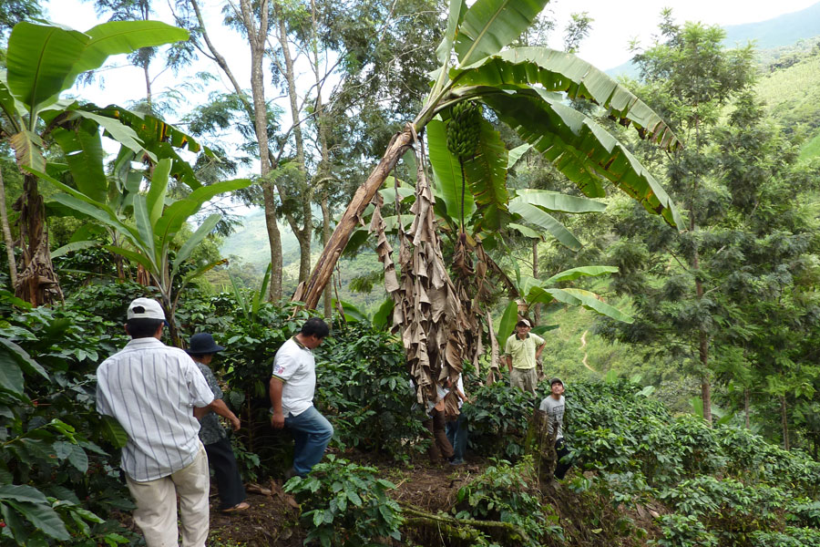 Organic, fair trade coffee makes the decisive difference for the Peruvian peasant farmers