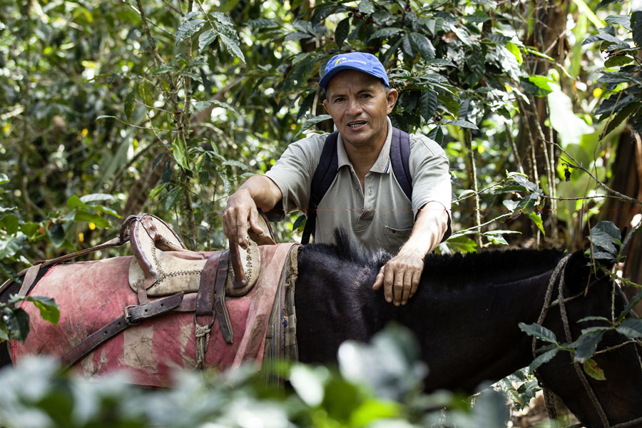 Die Kaffeekirschen werden von der Kleinbauern-Kooperative Norandino in Peru von Hand geerntet und mit Hilfe von Lasttieren zur Weiterverarbeitung transportiert. Die Kaffeekirschen werden von der Kleinbauern-Kooperative Norandino in Peru von Hand geerntet und mit Hilfe von Lasttieren zur Weiterverarbeitung transportiert.