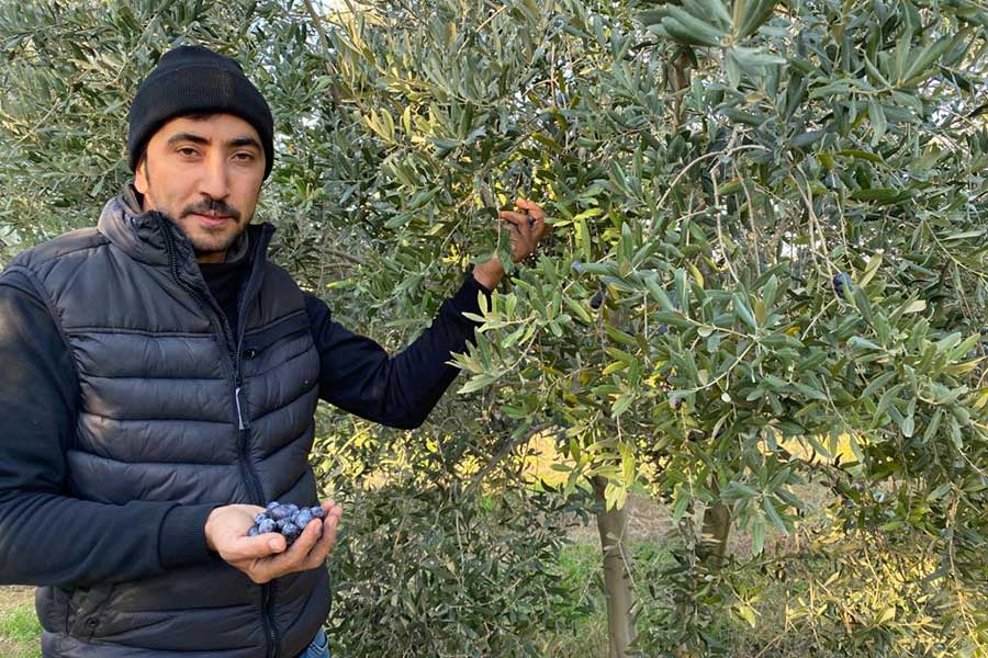 Bio-Landwirt Ömer Börekçigil aus dem Dorf Tekelioğlu liefert Rapunzel neben Sultaninen auch schwarze Oliven.