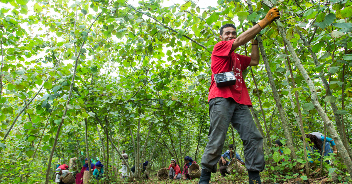 Haselnüsse aus Ünye Schmackhaft und fair