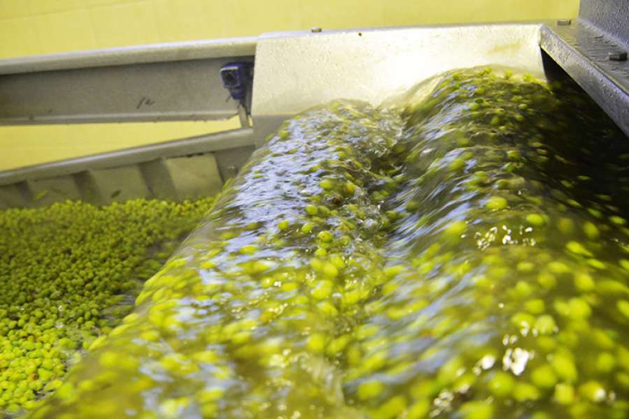 Next, the olives are washed before they are ground