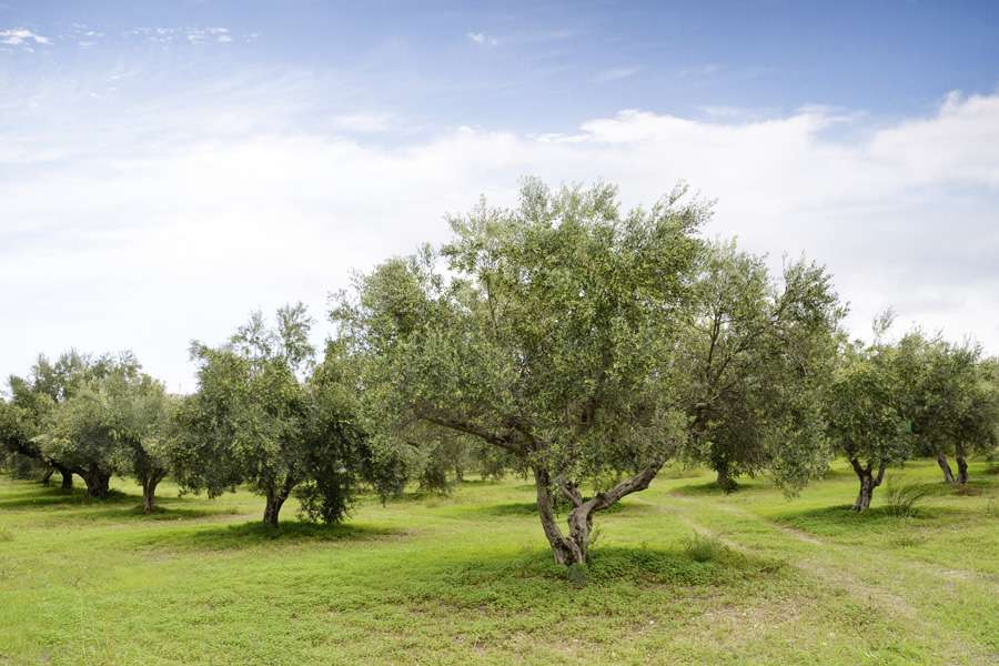 Bodenfruchtbarkeit ist ein wichtiger Faktor für die gute Olivenqualität. Daher säen die Bauern eine Kleeart als Unterwuchs, die auch für eine optimale Wasseraufnahme sorgt.