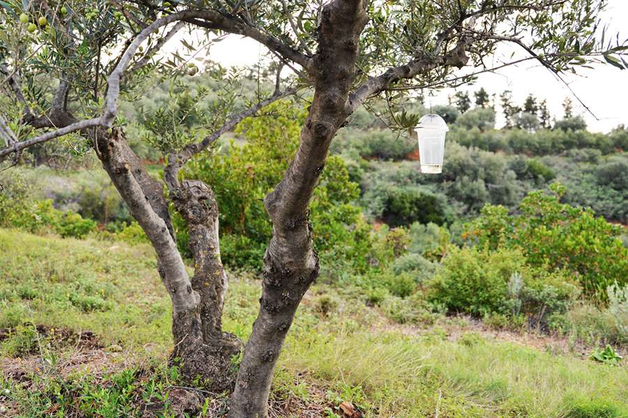 The olive fly is a feared pest. Here, the Cretan farmers try out a new method with coffee to go cups. This method is referred to as: fly-go-away 