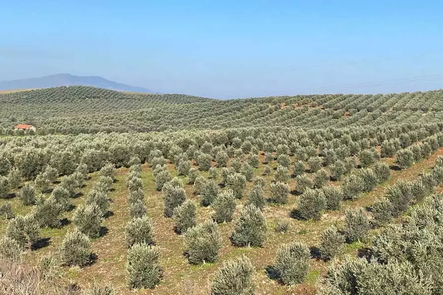 In den küstennahen Regionen der Türkei gedeihen Oliven der Sorte Gemlik besonders gut.