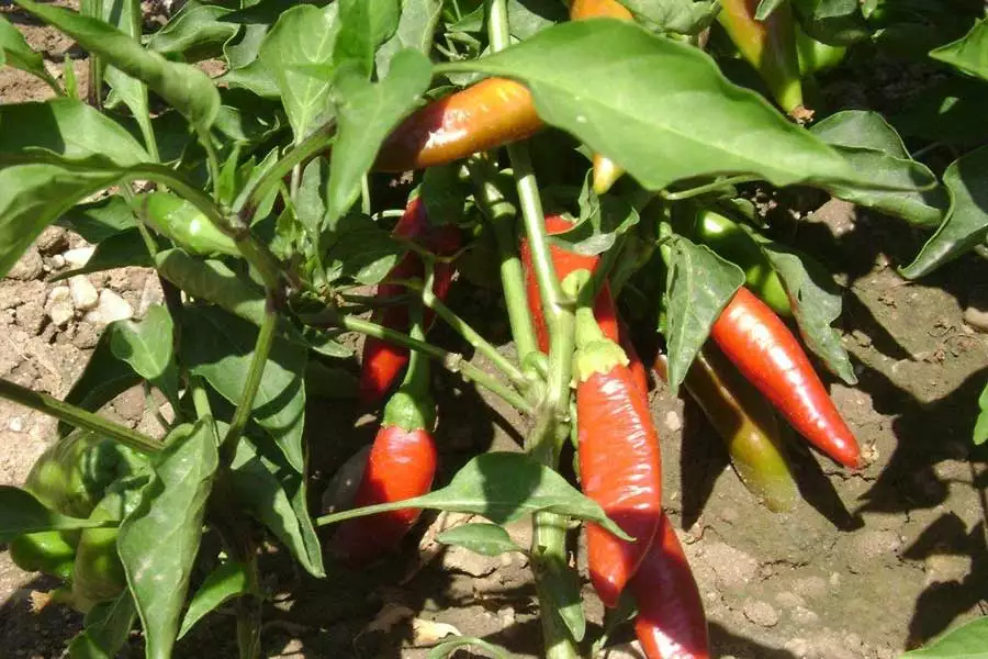 Im Spätsommer ernten die Bauernfamilien knackige Paprika und Peperoni.