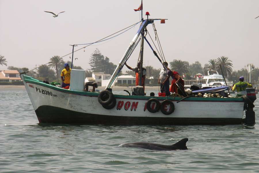 Artenschutz: Delfine – ACOREMA, Peru 