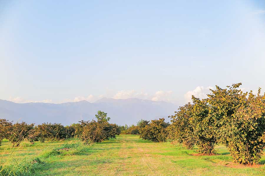 The main region where Rapunzel hazelnuts are cultivated is located near the municipalities of Balaken, Zaqatala and Qax. 
