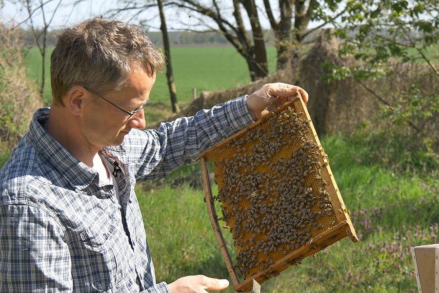 Bienenbrot als Pestizid-Messmethode