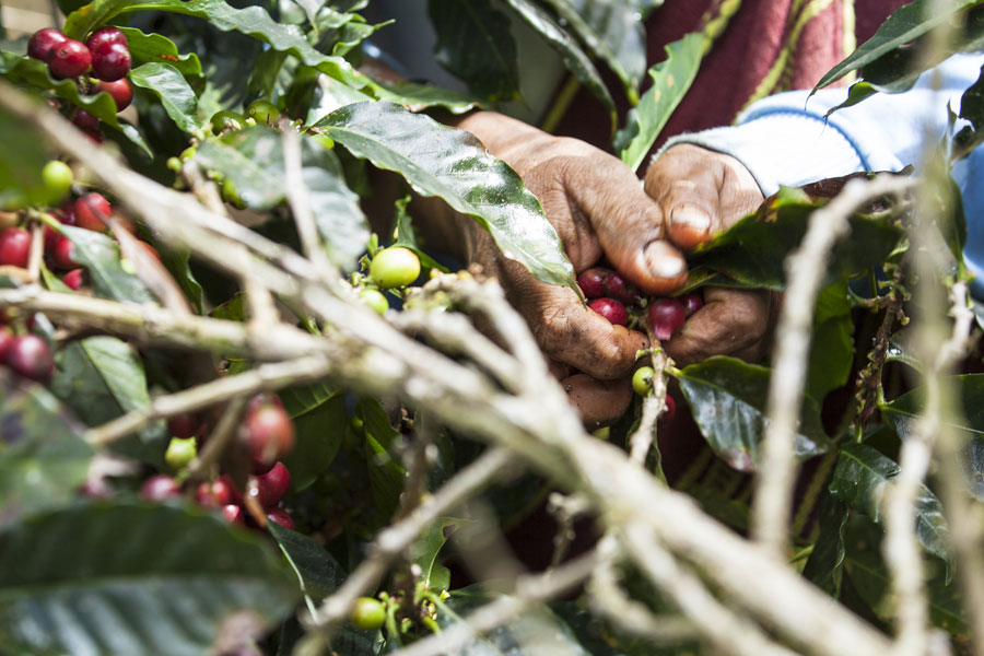 Für Heldenkaffee werden die reifen, roten Kaffeekirschen sorgfältig von Hand gepflückt. Jede Frucht enthält zwei Samen, die Kaffeebohnen. Diese sind im Fruchtfleisch, der so genannten Pulpe, eingebettet.