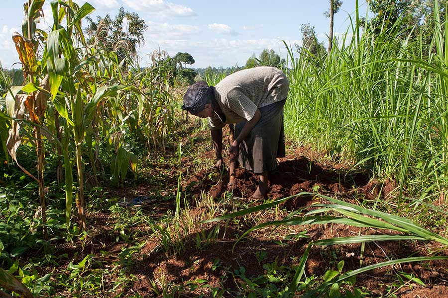 Ökologische ertragssteigernde Anbaumethoden  – Biovision, Kenia
