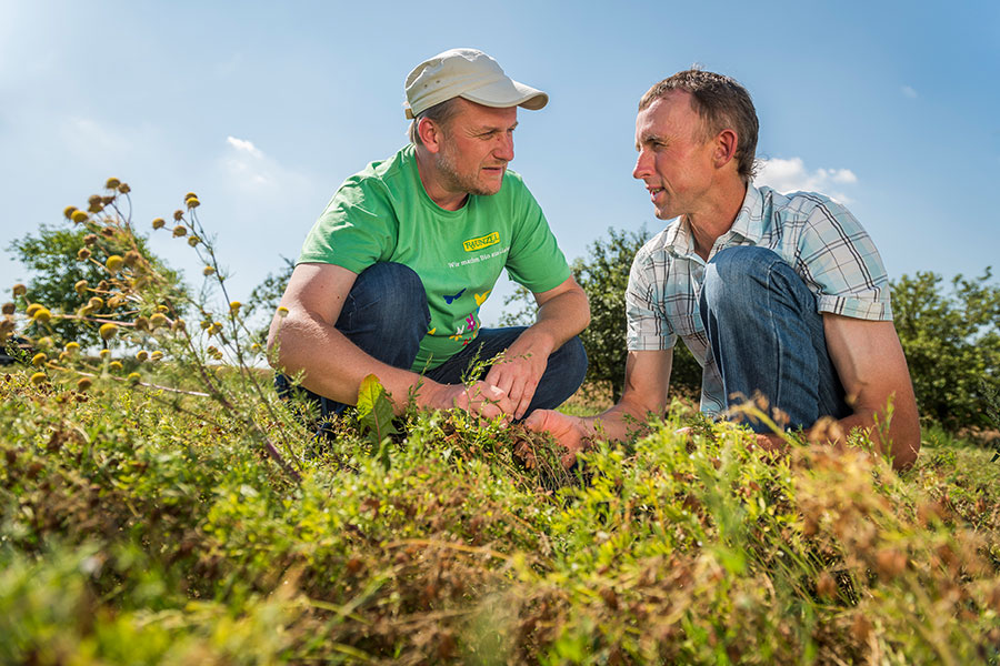 Landwirt Anton Scheidel erklärt Rapunzel Mitarbeiter Holger Epp die Besonderheiten der grünen Linsen Landwirt Anton Scheidel erklärt Rapunzel Mitarbeiter Holger Epp die Besonderheiten der grünen Linsen