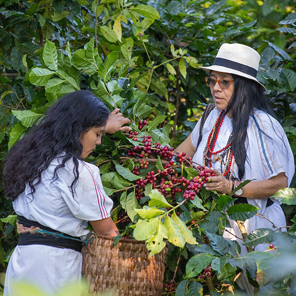 Fair gehandelter Bio-Arabica-Kaffee der Kooperative ANEI aus Kolumbien
