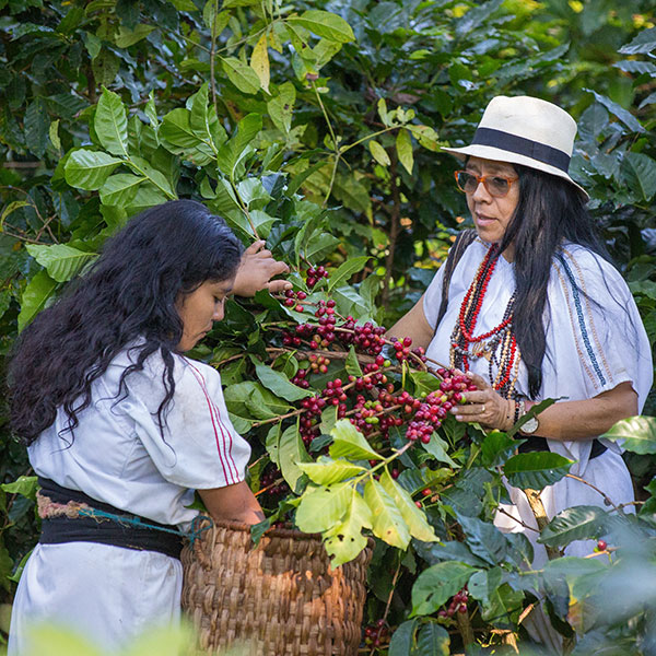 Fair gehandelter Bio-Arabica-Kaffee der Kooperative ANEI aus Kolumbien Fair gehandelter Bio-Arabica-Kaffee der Kooperative ANEI aus Kolumbien