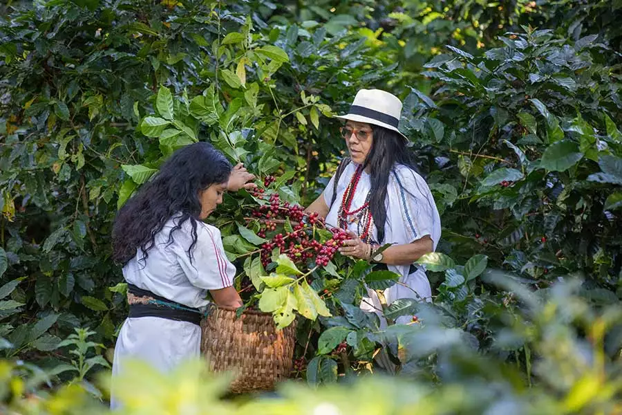 Kaffeebäuerinnen der Kooperative ANEI in Kolumbien