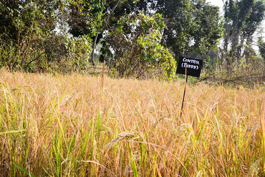 Früher kannte man in Indien über 100.000 verschiedene Reissorten, aber die Vielfalt nahm drastisch ab. Navdanya versucht über die Samenbank für endemische und alte Sorten, die Vielfalt zu bewahren.