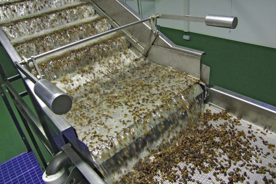 In der neuen Anlage werden die Früchte gereinigt und sortiert In der neuen Anlage werden die Früchte gereinigt und sortiert