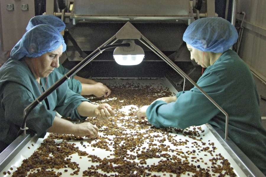 Vor der Abpackung werden die Sultaninen nochmals kritisch geprüft und kontrolliert Vor der Abpackung werden die Sultaninen nochmals kritisch geprüft und kontrolliert