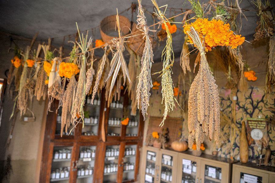 In the seed bank, traditional seeds are saved and collected for breeding