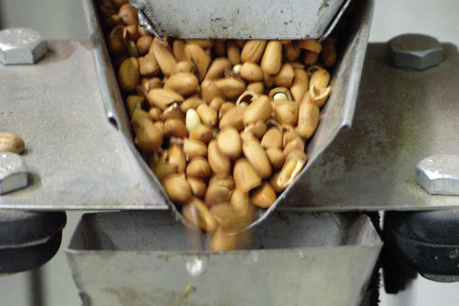 Schälen der Pinienkerne Schälen der Pinienkerne