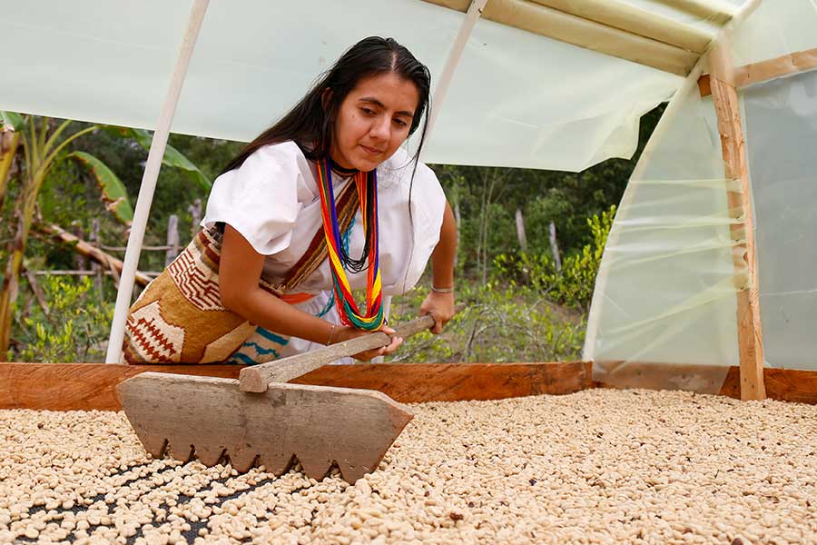Drying the organic, fair-trade Arabica beans