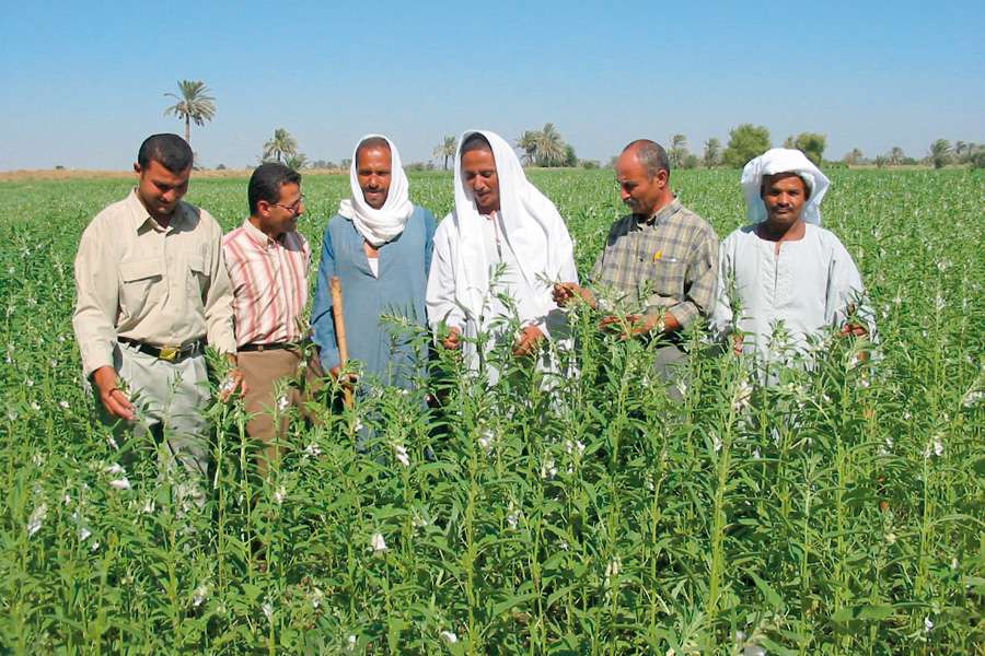 Sekem farmers on the sesame field