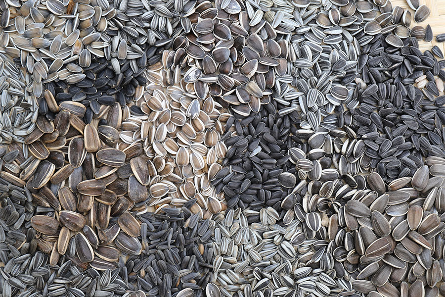 The sunflower seeds vary with respect to their color, pattern and shape.
