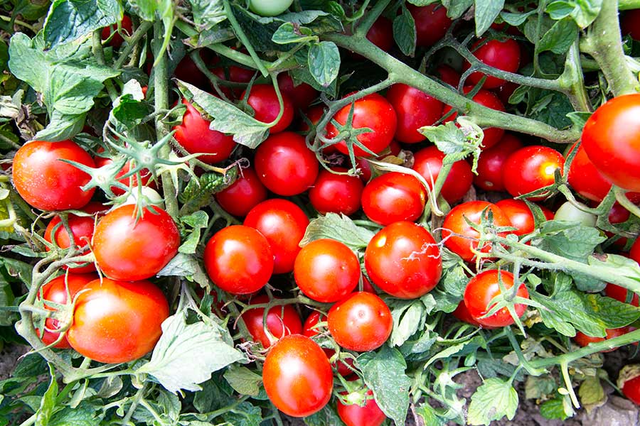 Sonnengereifte Tomaten für eine gute Sugo di pomodoro      